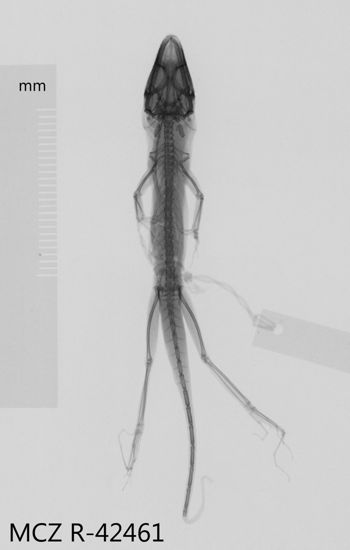 Media type: image;   Herpetology R-42461 Aspect: dorsoventral x-ray
